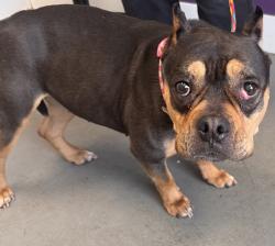 Shelter Stray Female Dog last seen Apt 6-O,5546 S Lakepoint Drive, MURRAY CITY, UT, 84107, 511 W 3900 S, Salt Lake City, UT 84123, USA