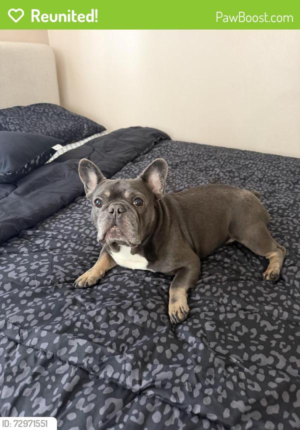 Reunited Male Dog last seen Wing Lane & Lidford Ave , La Puente, CA 91744