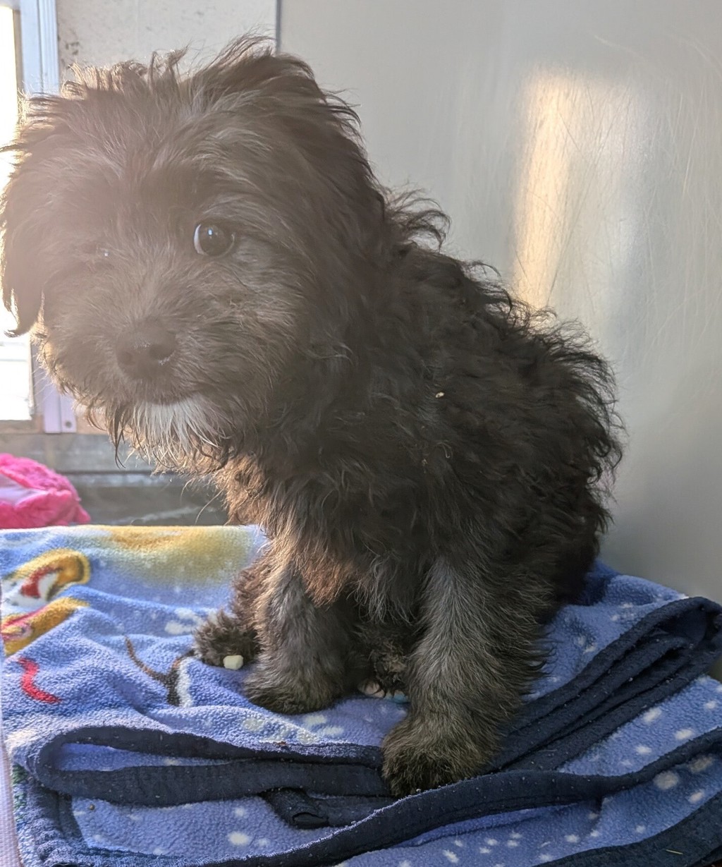 Shelter Stray Female Dog last seen Near Worthing Common, LIVERMORE, CA, 94550, Oakland, CA 94621