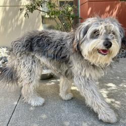 Shelter Stray Male Dog last seen Portola Avenue, LIVERMORE, CA, 94551, Oakland, CA 94621