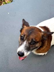 Reunited Male Dog last seen Nob Hill Circle , Wekiwa Springs, FL 32779