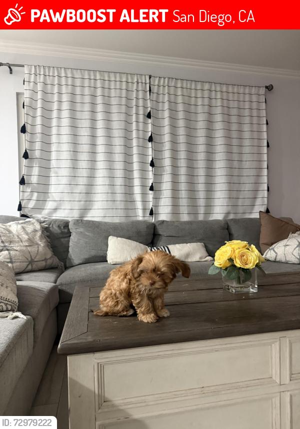 Lost Female Dog last seen Near Calle cumbre, San Diego, CA 92139