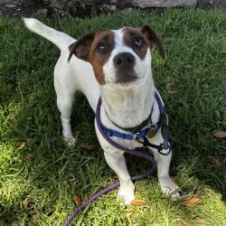 Shelter Stray Male Dog last seen E 14th Street, SAN LEANDRO, CA, 94578, Oakland, CA 94621