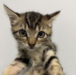 Shelter Stray Female Cat last seen Near Benjamin Holt Road, San Diego, CA, 92114, San Diego, CA 92110
