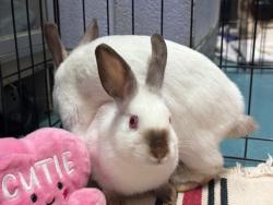 Shelter Stray Female Rabbit last seen NEW YORK, NY, 10029, 326 E 110th St, New York, NY 10029, USA