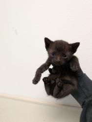 Shelter Stray Male Cat last seen Cypress Ave, Imperial Beach, CA, 91932, San Diego, CA 92110