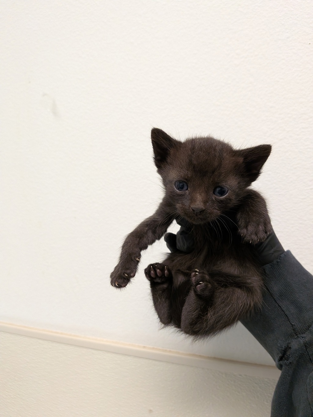 Shelter Stray Male Cat last seen Cypress Ave, Imperial Beach, CA, 91932, San Diego, CA 92110