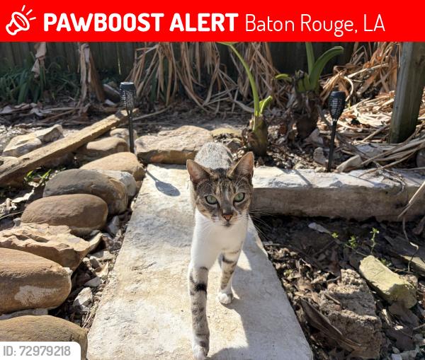 Lost Male Cat last seen Broker Avenue and Chairman Avenue, Baton Rouge, LA 70817