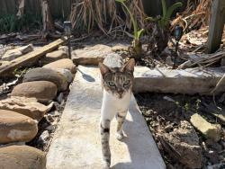 Lost Male Cat last seen Broker Avenue and Chairman Avenue, Baton Rouge, LA 70817