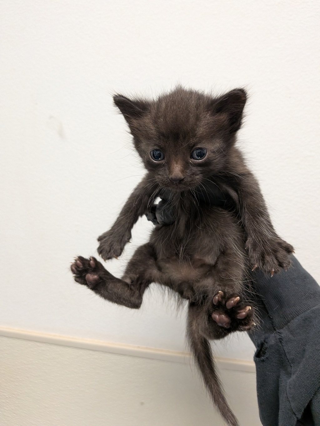 Shelter Stray Male Cat last seen Cypress Ave, Imperial Beach, CA, 91932, San Diego, CA 92110