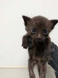 Shelter Stray Female Cat last seen Cypress Ave, Imperial Beach, CA, 91932, San Diego, CA 92110