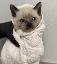 Shelter Stray Male Cat last seen Cypress Ave, Imperial Beach, CA, 91932, San Diego, CA 92110