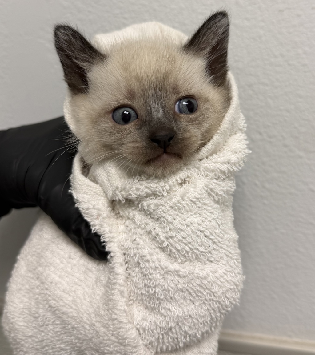Shelter Stray Male Cat last seen Cypress Ave, Imperial Beach, CA, 91932, San Diego, CA 92110