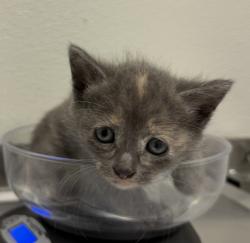 Shelter Stray Female Cat last seen Cypress Ave, Imperial Beach, CA, 91932, San Diego, CA 92110