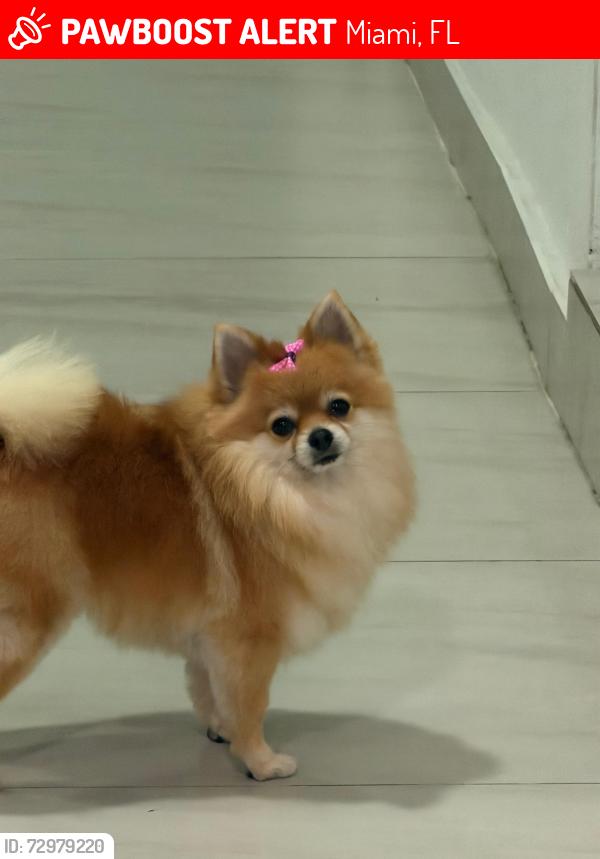 Lost Female Dog last seen Near nw 102 st , Miami, FL 33147