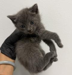 Shelter Stray Male Cat last seen Cypress Ave, Imperial Beach, CA, 91932, San Diego, CA 92110