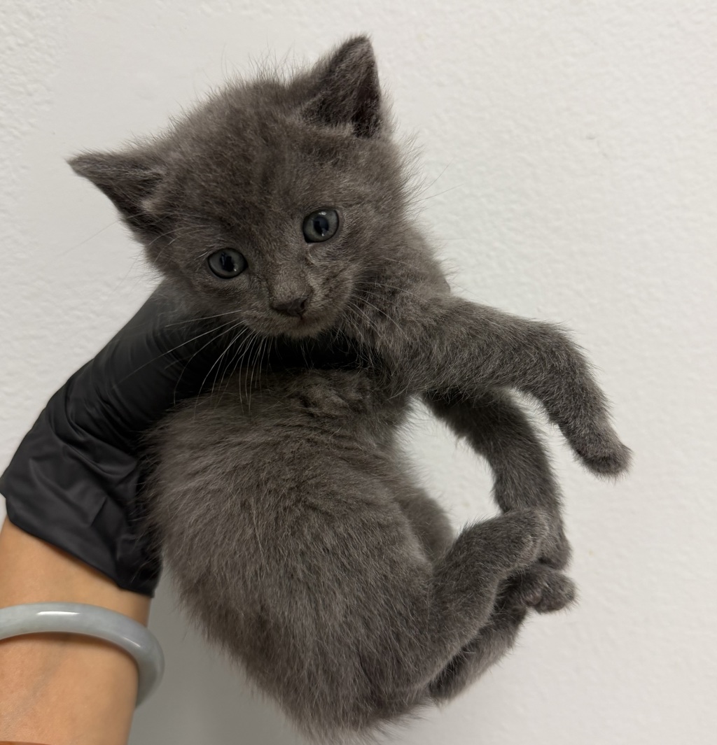 Shelter Stray Male Cat last seen Cypress Ave, Imperial Beach, CA, 91932, San Diego, CA 92110