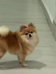 Lost Female Dog last seen Near nw 102 st , Miami, FL 33147