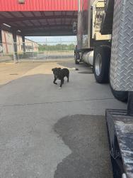 Found/Stray Male Dog last seen Idk, Jackson, MS 39204