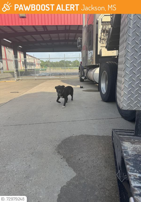 Found/Stray Male Dog last seen Idk, Jackson, MS 39204