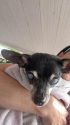 Reunited Male Dog last seen Miami lakes, Miami Lakes, FL 33014
