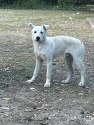 Found/Stray Unknown Dog last seen Near W. Knox st Durham Nc , Durham, NC 27701
