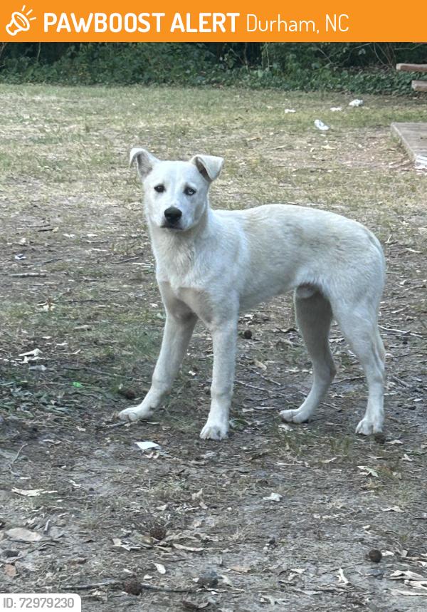 Found/Stray Unknown Dog last seen Near W. Knox st Durham Nc , Durham, NC 27701