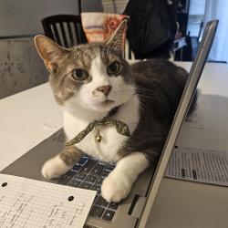 Reunited Male Cat last seen Near Westminster Highway , Richmond, BC V7C 5R8
