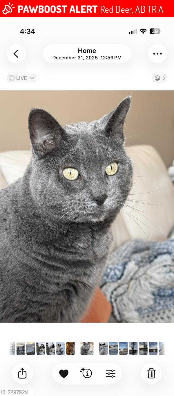 Lost Female Cat last seen Near Inkster Clise, Red Deer. Alberta. , Red Deer, AB T4R 0A8