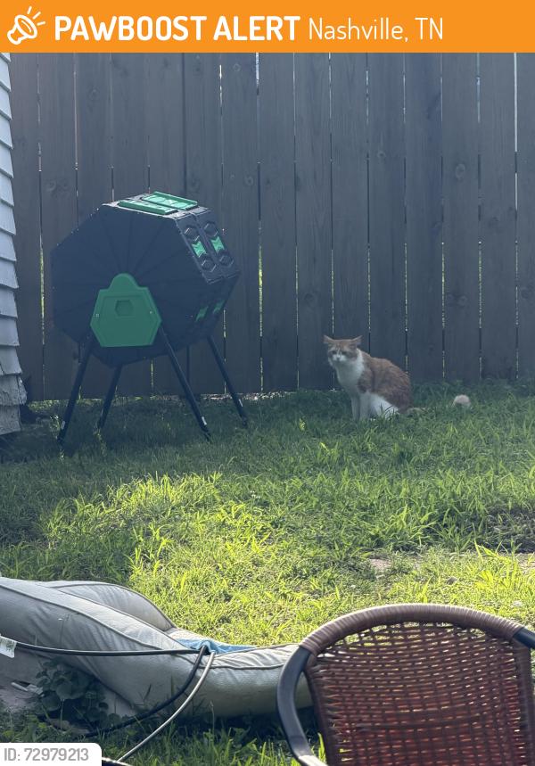 Found/Stray Unknown Cat last seen E Trinity Ln/Jones Circle, Nashville, TN 37207