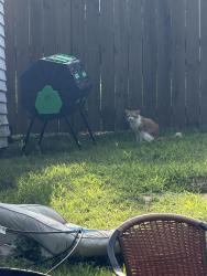 Found/Stray Unknown Cat last seen E Trinity Ln/Jones Circle, Nashville, TN 37207