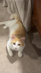Lost Male Cat last seen 16th and Bundy, Indianapolis, IN 46202