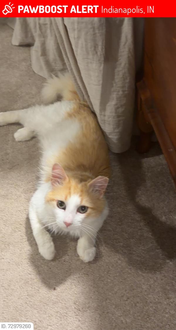 Lost Male Cat last seen 16th and Bundy, Indianapolis, IN 46202