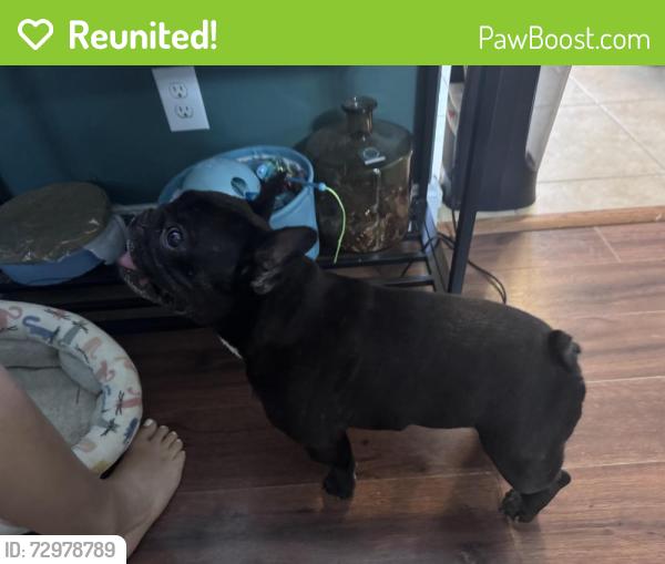 Reunited Male Dog last seen Smith wood/ Fountain city , Knoxville, TN 37918