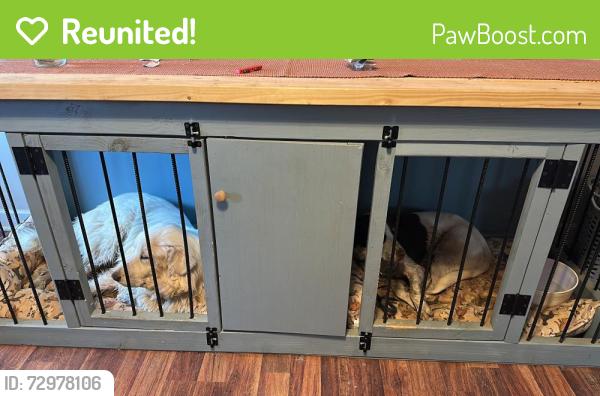 Reunited Female Dog last seen Maynard drive , Winston-Salem, NC 27107