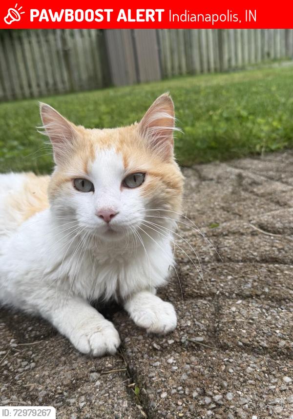 Lost Male Cat last seen E 16th and N Cornell Ave , Indianapolis, IN 46202