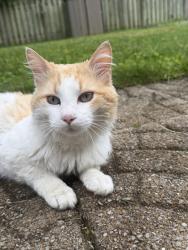 Lost Male Cat last seen E 16th and N Cornell Ave , Indianapolis, IN 46202