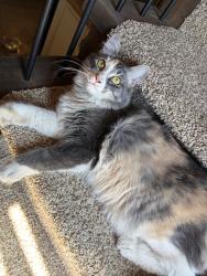 Lost Female Cat last seen Davidson rd lake country, Lake Country, BC V4V 1J7