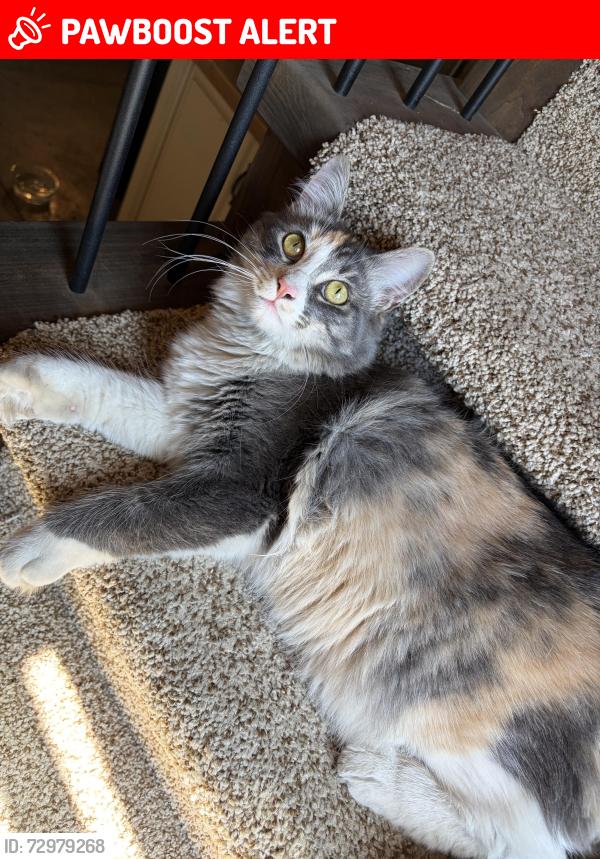 Lost Female Cat last seen Davidson rd lake country, Lake Country, BC V4V 1J7