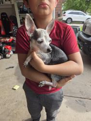 Reunited Female Dog last seen Victoria st and Mason Way, Green Bay, WI 54302