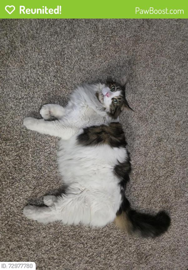 Reunited Unknown Cat last seen Summitt Ridge apmts , Denver, CO 80237