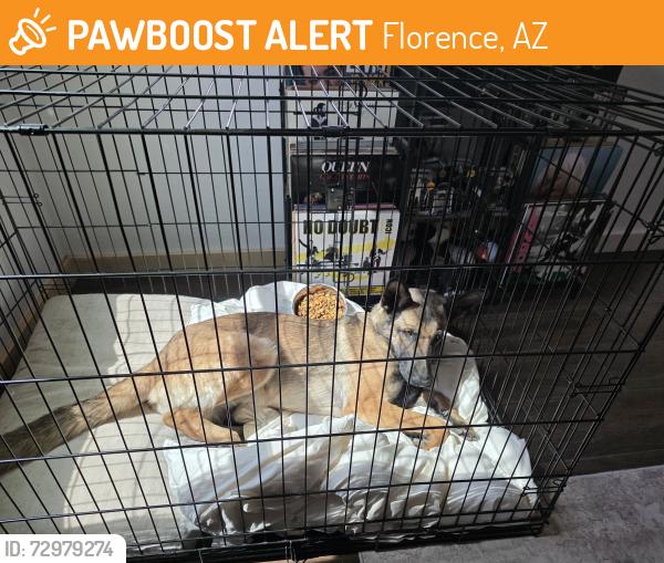 Found/Stray Female Dog last seen Wallflower ln, Florence, AZ 85143