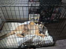 Found/Stray Female Dog last seen Wallflower ln, Florence, AZ 85143