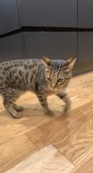 Reunited Male Cat last seen Down St Edward’s Meadow Street, Winterbourne Dauntsey, England SP4 6JD