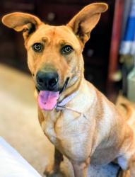 Found/Stray Female Dog last seen Adcox Rd near Westgate Subdivision, Hoke County, NC 28376