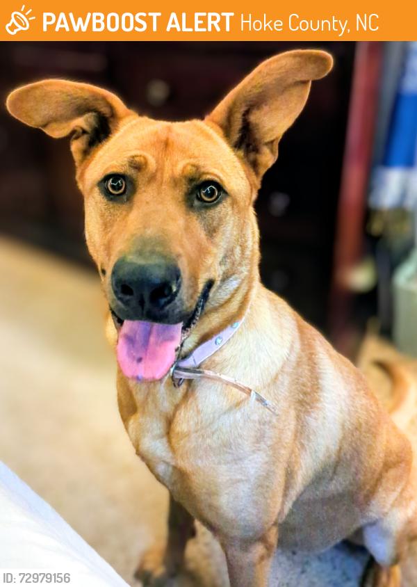 Found/Stray Female Dog last seen Adcox Rd near Westgate Subdivision, Hoke County, NC 28376