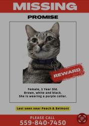 Lost Female Cat last seen Peach and Belmont, Fresno County, CA 93640