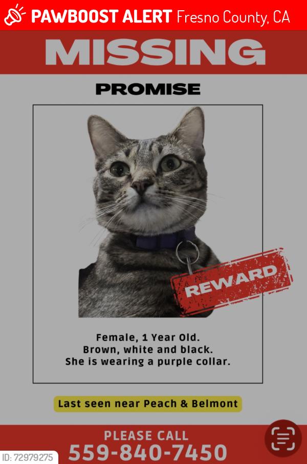 Lost Female Cat last seen Peach and Belmont, Fresno County, CA 93640