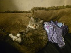 Lost Male Cat last seen Near Eastern Ave , Middle River, MD 21220