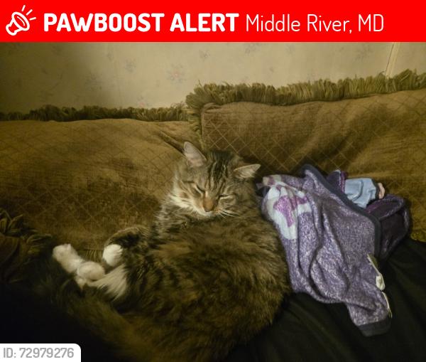 Lost Male Cat last seen Near Eastern Ave , Middle River, MD 21220